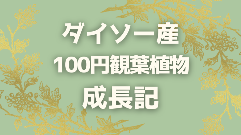 ダイソーのモンステラ 驚き 100円観葉植物の成長 画像あり