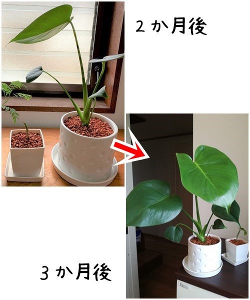 ダイソーのモンステラ 100円観葉植物の成長 数ヶ月 数年後の画像